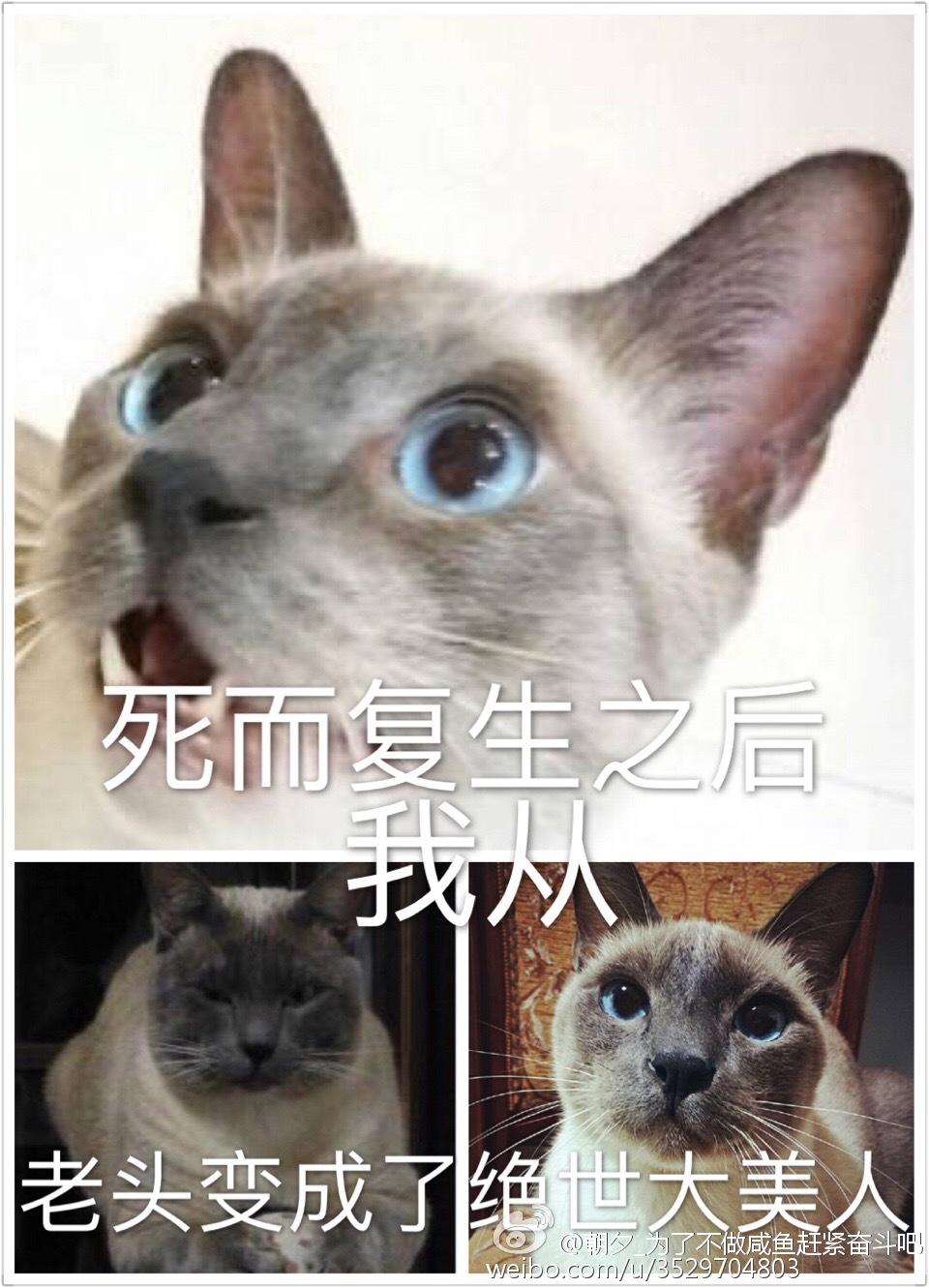 苏蜜晏南戈