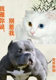 我跟你说别惹我