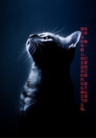 迷猫幻踪